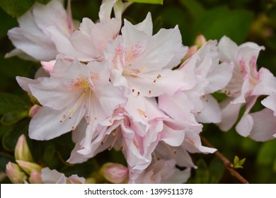 Pink Azalea Flowers Downtown Wilmington NC