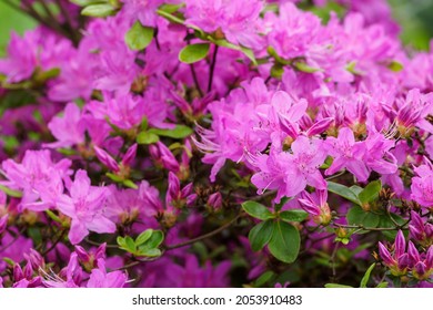 Pink Azalea Flowers With Green Shrub Leaves.