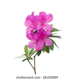 Pink Azalea Isolated On White Background