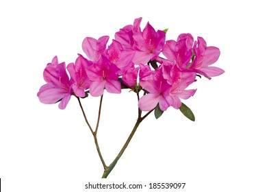 Pink Azalea Isolated On White Background