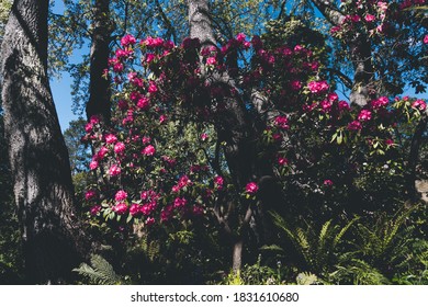 Pink Azalea Plant Outdoor In Sunny Backyard Shot At Shallow Depth Of Field