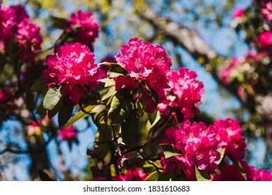 Pink Azalea Plant Outdoor In Sunny Backyard Shot At Shallow Depth Of Field