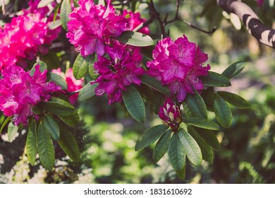 Pink Azalea Plant Outdoor In Sunny Backyard Shot At Shallow Depth Of Field