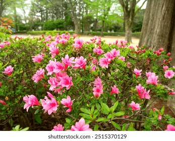 Pink azaleas blooming at the base of a metasequoia tree