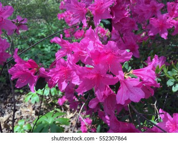 Pink Azaleas In The US National Arboretum