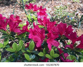 Pink Azaleas In The US National Arboretum