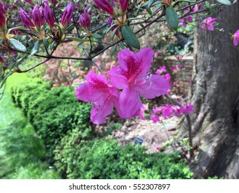 Pink Azaleas In The US National Arboretum