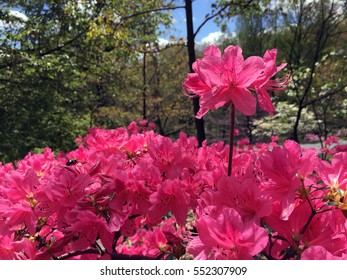 Pink Azaleas In The US National Arboretum