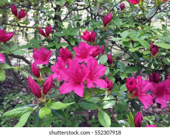 Pink Azaleas In The US National Arboretum