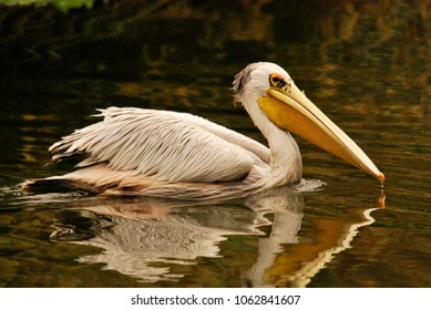 Pink Backed Pelican