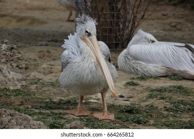 Pink Backed Pelican