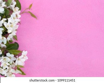 Pink background with border of flowering plants. Flowers tree apple. Floral background with copy space. Cute pink background with border of flowers. Flat lay. - Shutterstock ID 1099111451