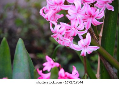 Pink Background Spring Flower Blossom