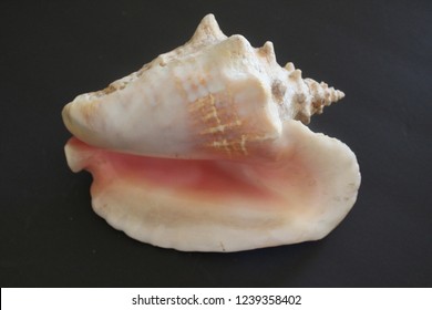 Pink Bahama Queen Conch Shell