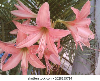 Barbados Lily Images, Stock Photos u0026 Vectors  Shutterstock