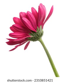Pink Barberton daisy flower, Gerbera jamesonii, isolated on white background, with clipping path                                                                                              