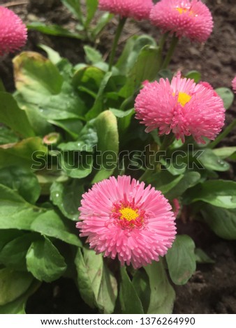 Pink Barby flower