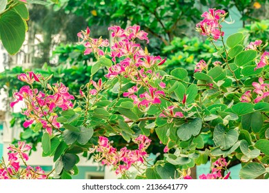 Pink Bauhinia flowers, tree in bloom, purple orchid tree, or purple Bauhinia