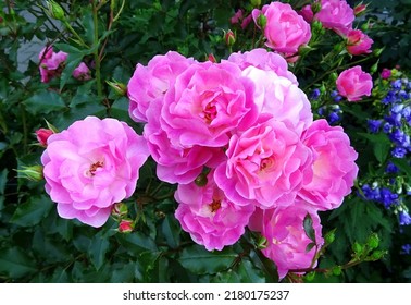 Pink bed rose flowers , varieties - Maxi Vita