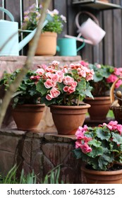 Pink Begonia In Ceramic, Clay Pots Vintage Enamel Watering Can On Wooden Fence Background, Outdoor And Space, Sunny Day In Garden, Backyard, Vertical Photo