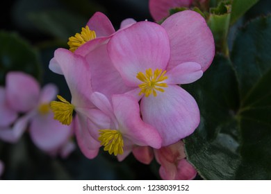 Pink Begonia flower