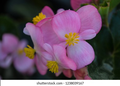 Pink Begonia flower