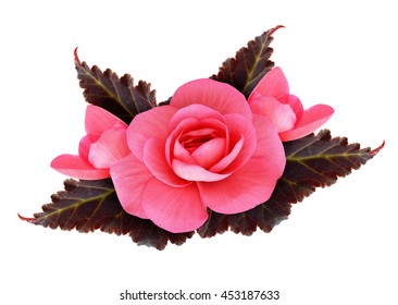 Pink Begonia Flower Isolated On White