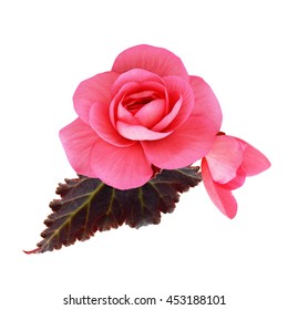 Pink Begonia Flower Isolated On White