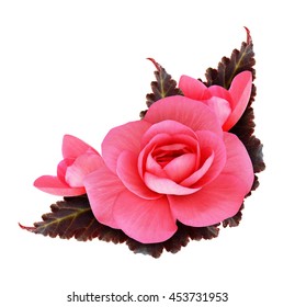 Pink Begonia Flower Isolated On White