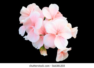 Pink Begonia Isolated On Black Background.