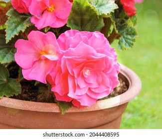 Pink Begonia.  Summer Gardening Composition With Flower Of Pink Begonia In The Clay Pot. Annual Garden Plant