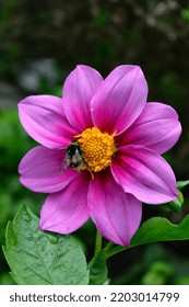 Pink Bell Tree Dahlia Flower With Bumblebee 