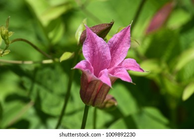 Pink Bellflower Growing In The Spring In Bucks County Pennsylvania.