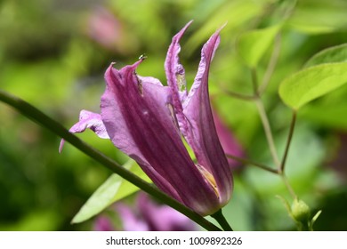 Pink Bellflower Growing In The Spring In Bucks County Pennsylvania.