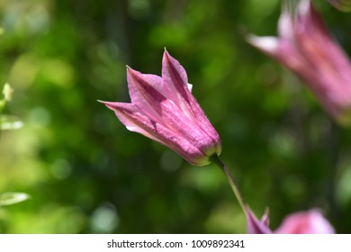 Pink Bellflower Growing In The Spring In Bucks County Pennsylvania.