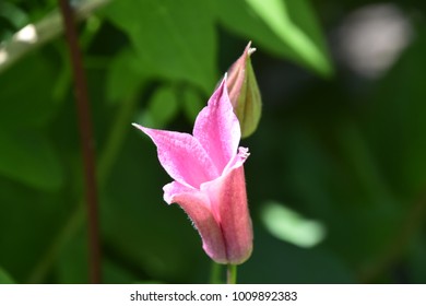 Pink Bellflower Growing In The Spring In Bucks County Pennsylvania.