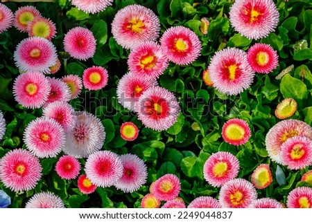 Pink Bellis Daisy Flowers. Colorful pompon blooms. Spring nature background. Happy Easter backdrop. Bellis English Daisy Perennial Fully double flower White, pink and rose blooms. 