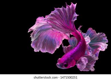 Pink betta fish "Fancy Halfmoon Betta" The moving moment beautiful of Siamese Fighting fish in Thailand. Betta splendens (biting fish), Rhythmic of purple Betta fish isolated on black background