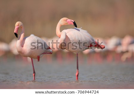 Pink big birds Greater Flamingos, Phoenicopterus ruber, in the water, Camargue, France. Flamingos cleaning feathers. Wildlife animal scene from nature.