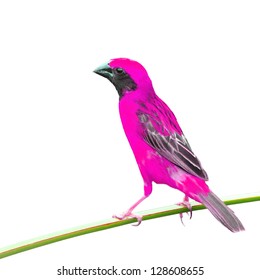 Pink Bird On White Background