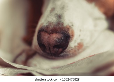 107 Fase puppy Images, Stock Photos & Vectors | Shutterstock