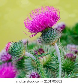 Pink Blessed milk thistle flowers, close up. Silybum marianum herbal remedy. Marian Scotch thistle blossoms. Mary Thistle flower. Cardus marianus bloom