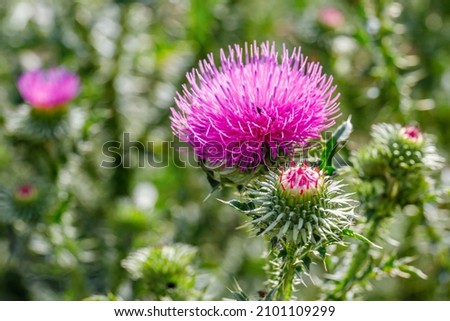 Pink Blessed milk thistle flowers, close up. Silybum marianum herbal remedy,  Mary Thistle, Saint Mary's Thistle, Marian Scotch thistle,  Cardus marianus bloom