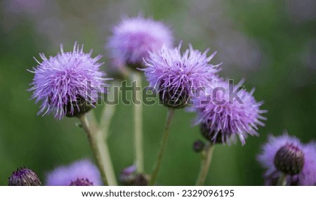 Pink Blessed milk thistle flowers, close up. Silybum marianum herbal remedy, Mary Thistle, Saint Mary's Thistle, Marian Scotch thistle, Cardus marianus bloom