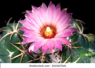 コリファンタ サボテンのピンク色の花が咲く美しい花はとても美しい その原産地は アメリカ大陸の砂漠の乾燥地帯にある 人々は庭 温室 温室で飾るために サボテンを栽培する の写真素材 今すぐ編集