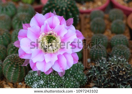 Pink blooming beautiful flowers of Echinopsis Cactus is very beautiful. Its native is in desert dry area in America continent. People grow cactus for decorate in garden, glasshouse or greenhouse