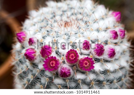 Pink blooming beautiful flowers of Mammillaria Cactus is very beautiful. Its native is in desert dry area in America continent. People grow cactus for decorate in garden, glasshouse or greenhouse
