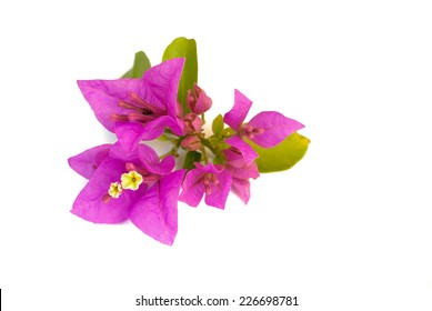 Pink blooming bougainvilleas isolate on white background