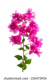 Pink blooming bougainvilleas on white background isolated