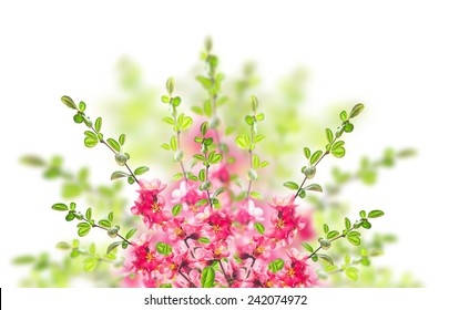 Pink blooming bush on white background